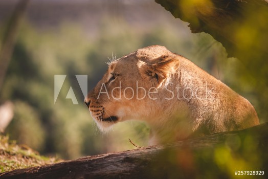 Picture of Large female lion looking into the distance